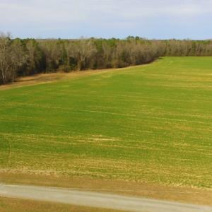 Photo of UNDER CONTRACT!  36.69 Acres of Farm and Timber Land For Sale In Edgecombe County NC!