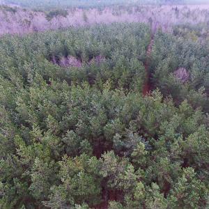 Photo of SOLD!  170 Acres of Recreational Hunting Land For Sale in Charlotte County VA!
