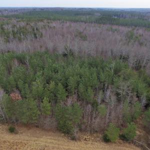 Photo of SOLD!  170 Acres of Recreational Hunting Land For Sale in Charlotte County VA!