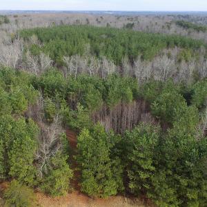 Photo of SOLD!  170 Acres of Recreational Hunting Land For Sale in Charlotte County VA!