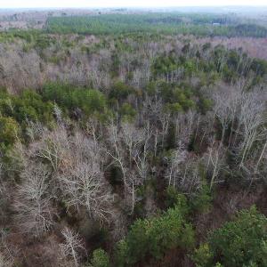 Photo of SOLD!  170 Acres of Recreational Hunting Land For Sale in Charlotte County VA!