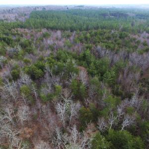 Photo of SOLD!  170 Acres of Recreational Hunting Land For Sale in Charlotte County VA!