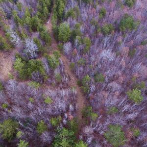 Photo of SOLD!  170 Acres of Recreational Hunting Land For Sale in Charlotte County VA!