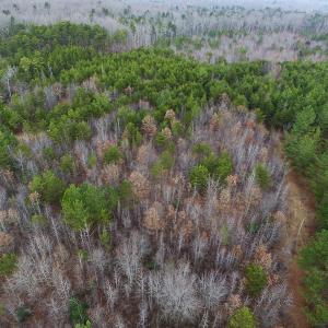 Photo of SOLD!  170 Acres of Recreational Hunting Land For Sale in Charlotte County VA!