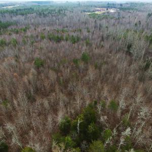 Photo of SOLD!  170 Acres of Recreational Hunting Land For Sale in Charlotte County VA!