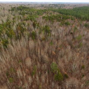Photo of SOLD!  170 Acres of Recreational Hunting Land For Sale in Charlotte County VA!