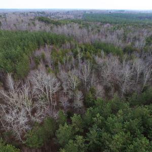 Photo of SOLD!  170 Acres of Recreational Hunting Land For Sale in Charlotte County VA!