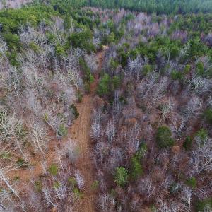 Photo of SOLD!  170 Acres of Recreational Hunting Land For Sale in Charlotte County VA!