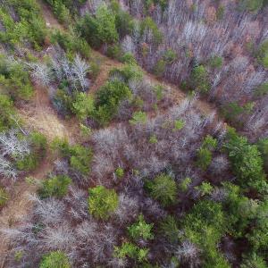 Photo of SOLD!  170 Acres of Recreational Hunting Land For Sale in Charlotte County VA!