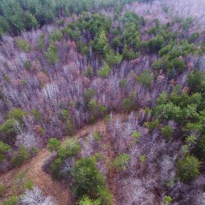 Photo of SOLD!  170 Acres of Recreational Hunting Land For Sale in Charlotte County VA!