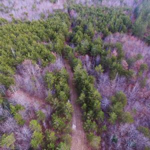 Photo of SOLD!  170 Acres of Recreational Hunting Land For Sale in Charlotte County VA!