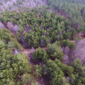 Photo of SOLD!  170 Acres of Recreational Hunting Land For Sale in Charlotte County VA!