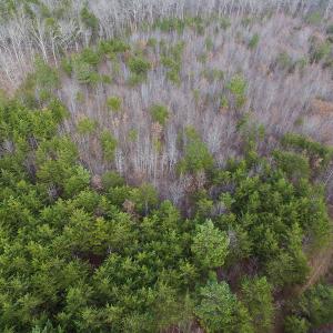 Photo of SOLD!  170 Acres of Recreational Hunting Land For Sale in Charlotte County VA!
