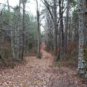 Photo of SOLD!  170 Acres of Recreational Hunting Land For Sale in Charlotte County VA!