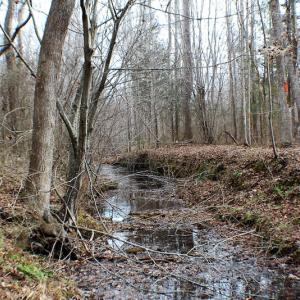 Photo of SOLD!  170 Acres of Recreational Hunting Land For Sale in Charlotte County VA!