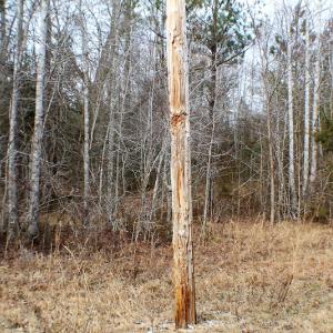 Photo of SOLD!  170 Acres of Recreational Hunting Land For Sale in Charlotte County VA!