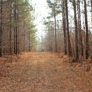 Photo of SOLD!  170 Acres of Recreational Hunting Land For Sale in Charlotte County VA!
