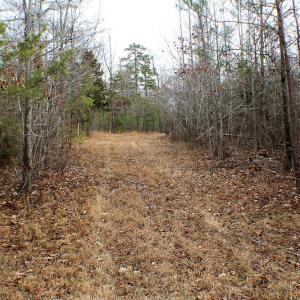 Photo of SOLD!  170 Acres of Recreational Hunting Land For Sale in Charlotte County VA!