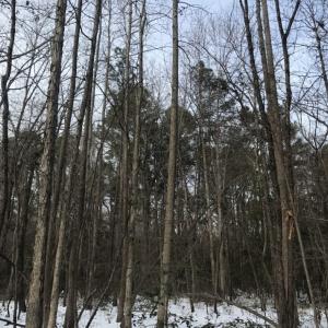Photo of UNDER CONTRACT!  25.25 Acres of Creek Front Hunting Land For Sale in Edgecombe County NC!