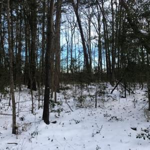 Photo of UNDER CONTRACT!  25.25 Acres of Creek Front Hunting Land For Sale in Edgecombe County NC!