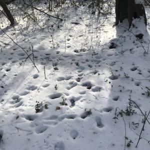 Photo of UNDER CONTRACT!  25.25 Acres of Creek Front Hunting Land For Sale in Edgecombe County NC!