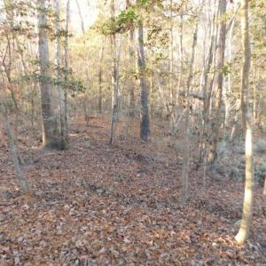 Photo of UNDER CONTRACT!  25.25 Acres of Creek Front Hunting Land For Sale in Edgecombe County NC!