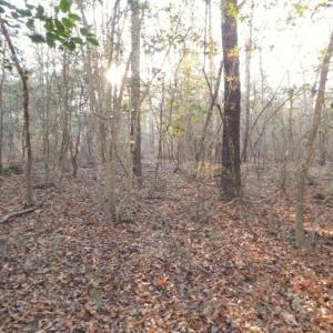 Photo of UNDER CONTRACT!  25.25 Acres of Creek Front Hunting Land For Sale in Edgecombe County NC!