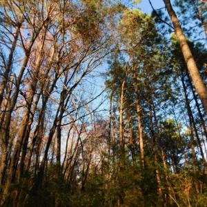 Photo of UNDER CONTRACT!  25.25 Acres of Creek Front Hunting Land For Sale in Edgecombe County NC!