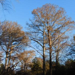 Photo of UNDER CONTRACT!  25.25 Acres of Creek Front Hunting Land For Sale in Edgecombe County NC!