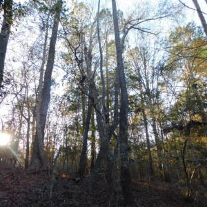 Photo of UNDER CONTRACT!  25.25 Acres of Creek Front Hunting Land For Sale in Edgecombe County NC!