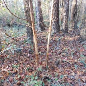 Photo of UNDER CONTRACT!  25.25 Acres of Creek Front Hunting Land For Sale in Edgecombe County NC!