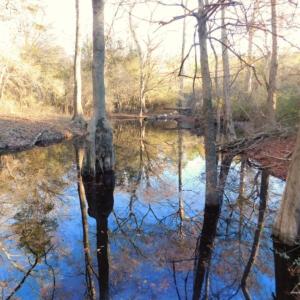 Photo of UNDER CONTRACT!  25.25 Acres of Creek Front Hunting Land For Sale in Edgecombe County NC!
