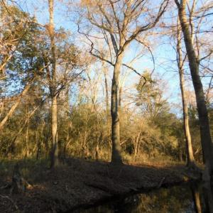 Photo of UNDER CONTRACT!  25.25 Acres of Creek Front Hunting Land For Sale in Edgecombe County NC!