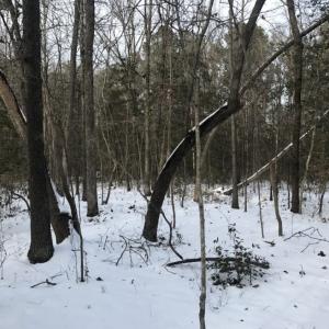 Photo of UNDER CONTRACT!  26.89 Acres of Residential and Timber Land For Sale in Edgecombe County NC!