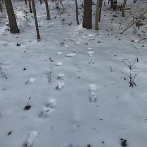 Photo of UNDER CONTRACT!  26.89 Acres of Residential and Timber Land For Sale in Edgecombe County NC!