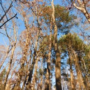 Photo of UNDER CONTRACT!  26.89 Acres of Residential and Timber Land For Sale in Edgecombe County NC!