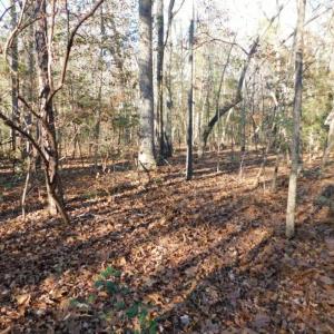 Photo of UNDER CONTRACT!  26.89 Acres of Residential and Timber Land For Sale in Edgecombe County NC!