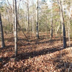 Photo of UNDER CONTRACT!  26.89 Acres of Residential and Timber Land For Sale in Edgecombe County NC!