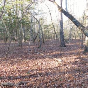 Photo of UNDER CONTRACT!  26.89 Acres of Residential and Timber Land For Sale in Edgecombe County NC!