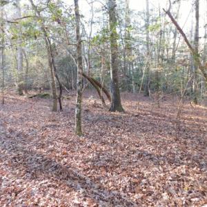 Photo of UNDER CONTRACT!  26.89 Acres of Residential and Timber Land For Sale in Edgecombe County NC!