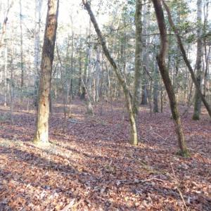 Photo of UNDER CONTRACT!  26.89 Acres of Residential and Timber Land For Sale in Edgecombe County NC!
