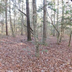 Photo of UNDER CONTRACT!  26.89 Acres of Residential and Timber Land For Sale in Edgecombe County NC!