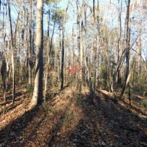 Photo of UNDER CONTRACT!  26.89 Acres of Residential and Timber Land For Sale in Edgecombe County NC!