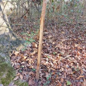 Photo of UNDER CONTRACT!  26.89 Acres of Residential and Timber Land For Sale in Edgecombe County NC!