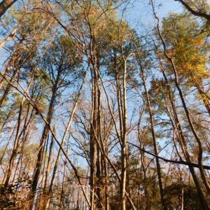 Photo of UNDER CONTRACT!  26.89 Acres of Residential and Timber Land For Sale in Edgecombe County NC!