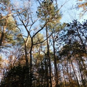 Photo of UNDER CONTRACT!  26.89 Acres of Residential and Timber Land For Sale in Edgecombe County NC!
