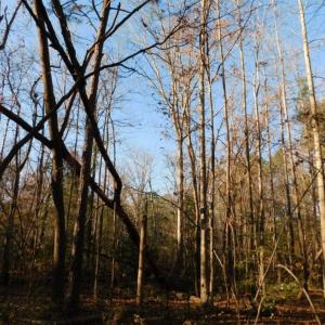 Photo of UNDER CONTRACT!  26.89 Acres of Residential and Timber Land For Sale in Edgecombe County NC!