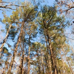 Photo of UNDER CONTRACT!  26.89 Acres of Residential and Timber Land For Sale in Edgecombe County NC!