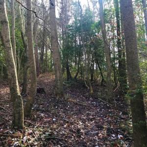 Photo of UNDER CONTRACT!  62.5 Acres of Farm and Timber Land For Sale in Wayne County NC!