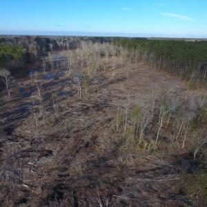 Photo of UNDER CONTRACT!  100 Acres of Hunting and Timber Land For Sale in Nash County NC!